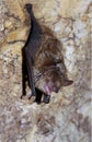 Geoffroy`s bat Myotis emarginatus Royalty Free Stock Photo